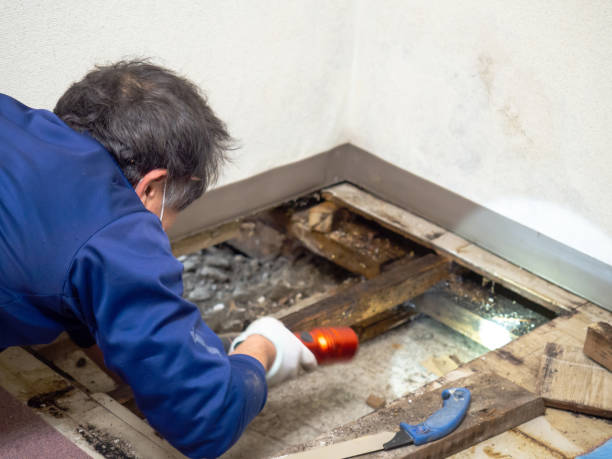 Best Home Mold Removal  in Wharton, TX