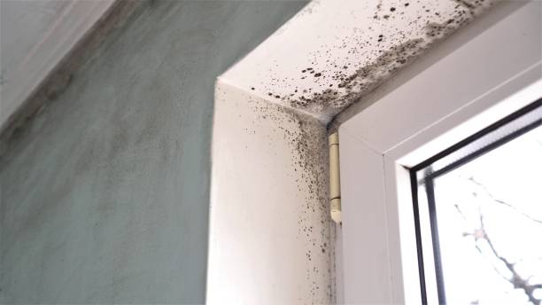 Best Commercial Mold Removal  in Wharton, TX