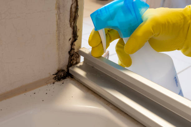 Best Same-Day Mold Removal  in Wharton, TX