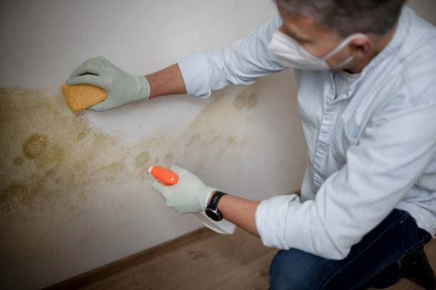 Best Office Mold Removal Services  in Wharton, TX