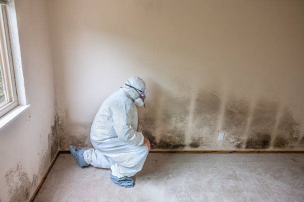 Best Black Mold Removal  in Wharton, TX