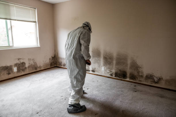 Home Mold Removal in Wharton, TX