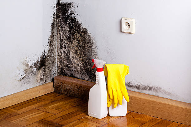 Best Professional Mold Removal  in Wharton, TX