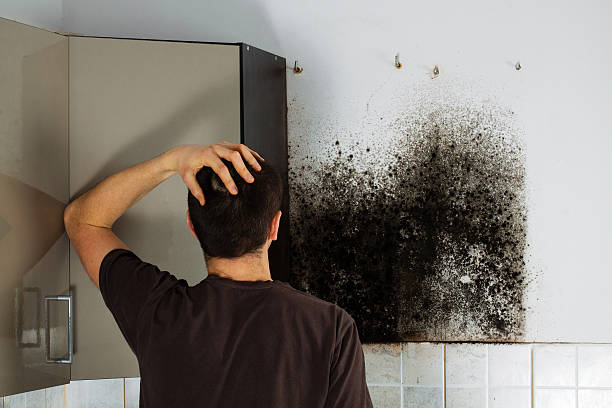  Wharton, TX Mold Removal Pros